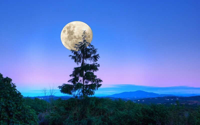 Full Moon over Tree — Blue, Serene, Night