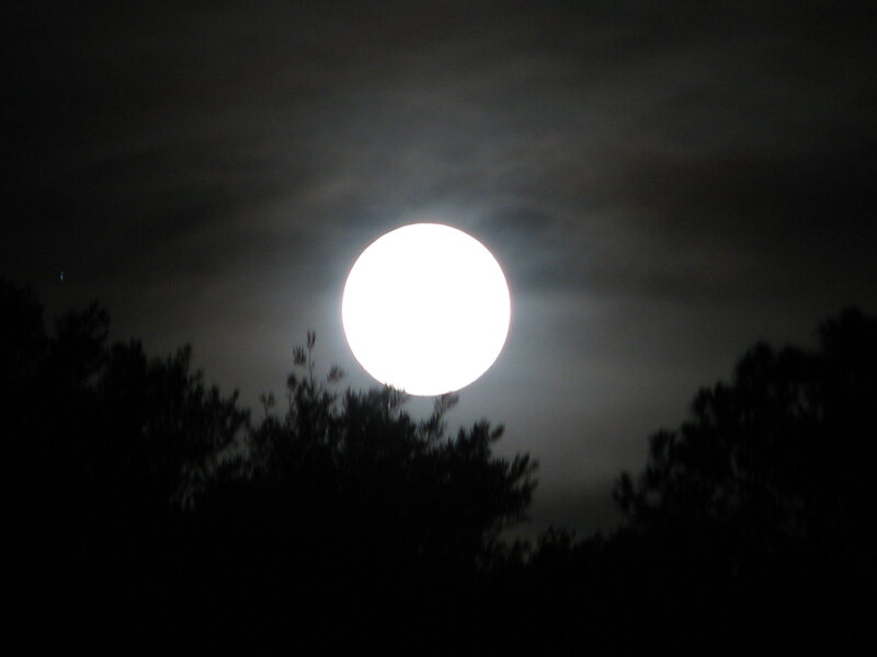 Full Moon over Trees — Black