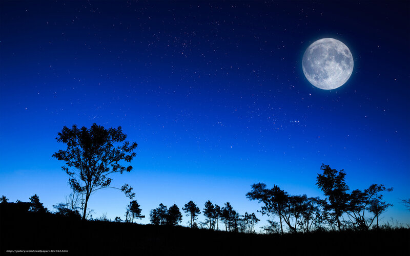 Full Moon over Trees — Blue, Serene, Night, Photograph