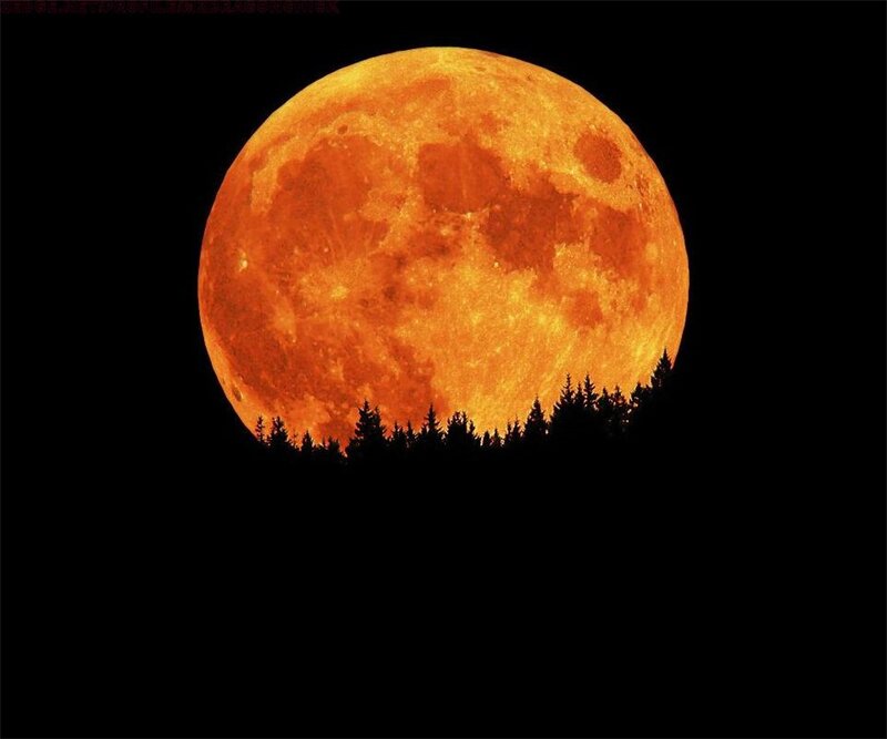 Full Moon over Trees — Orange, Dramatic, Night
