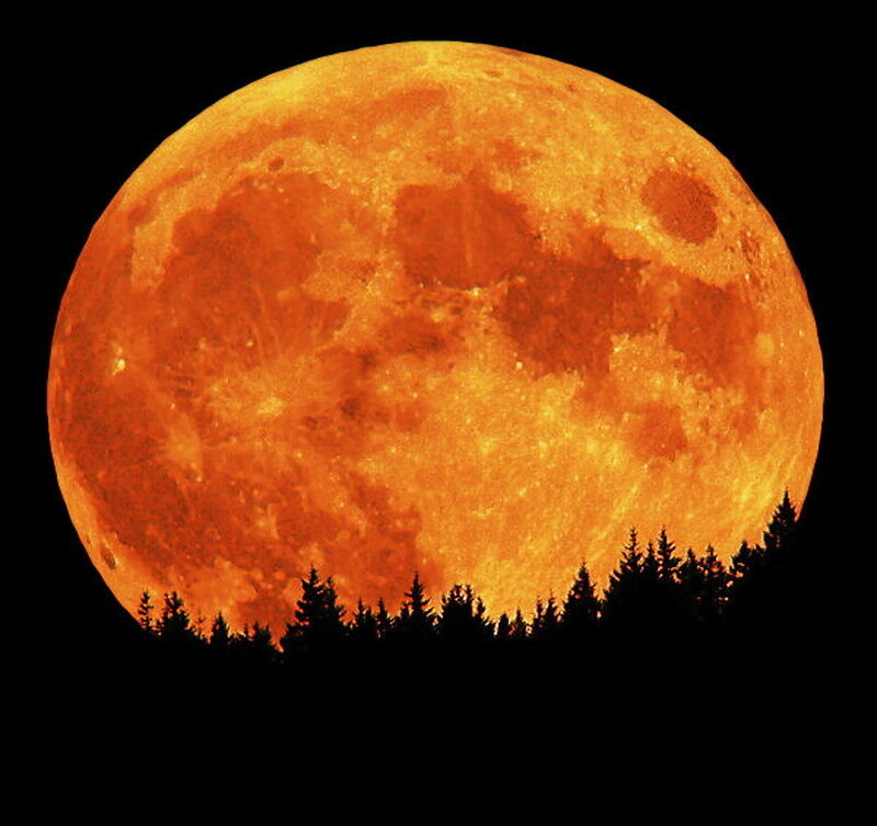 Full Moon over Trees — Orange