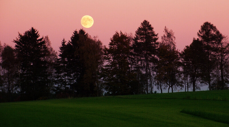 Full Moon over Trees — Pink