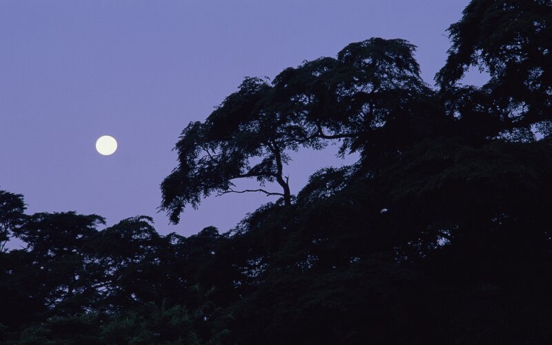 Full Moon over Trees — Purple, Serene, Night