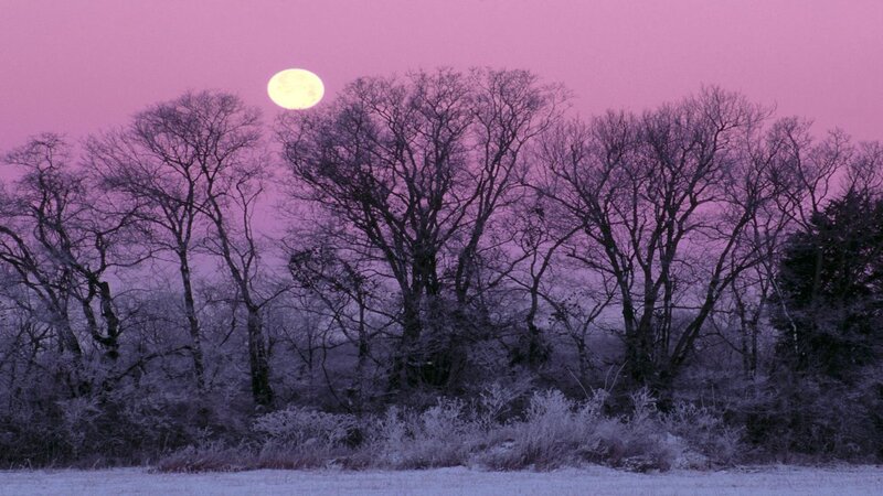 Full Moon over Trees — Purple