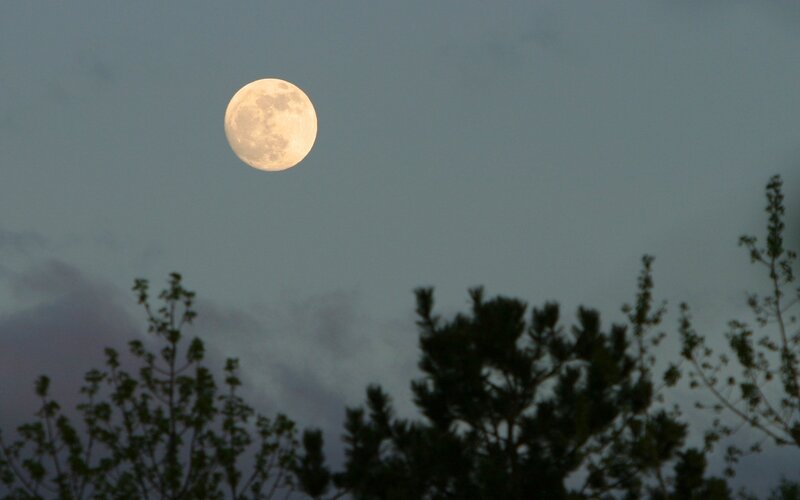 Full moon over trees