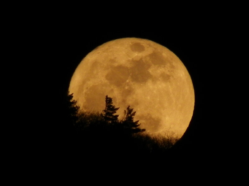 Full Moon over Trees — Yellow