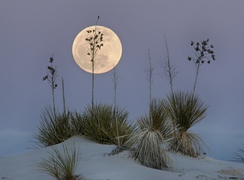 Full Moon over Yucca Plants