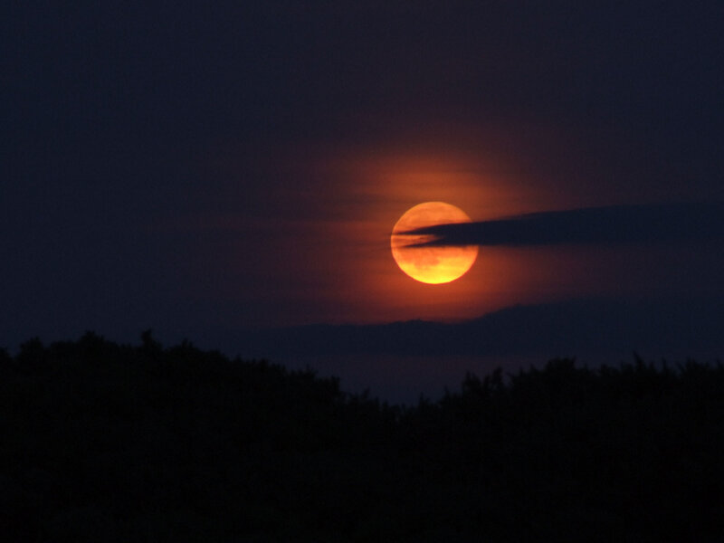 Full moon rising over trees