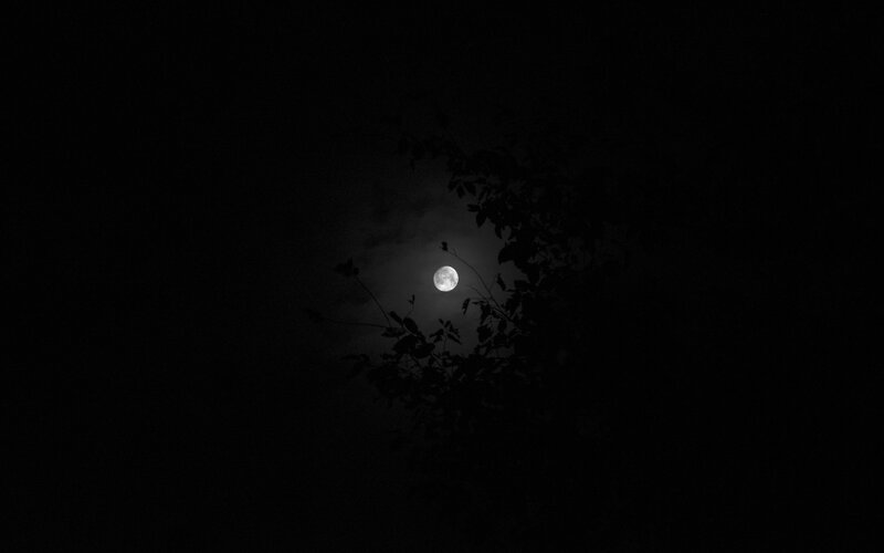 Full Moon Through Branches — Black, Serene
