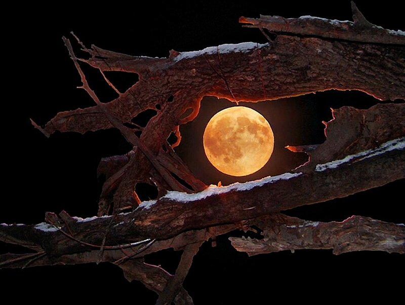 Full Moon Through Branches — Black