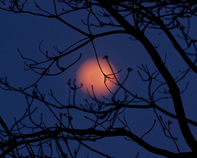 Full Moon Through Branches — Blue, Serene, Night, Photograph, Tree Branches