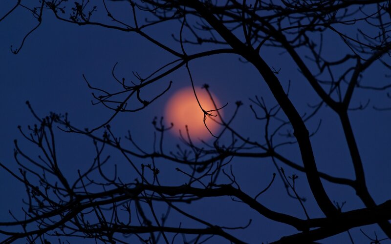 Full Moon Through Branches — Blue, Serene, Night
