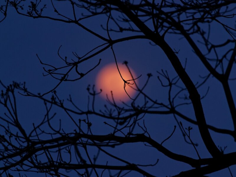 Full Moon Through Branches — Blue, Serene