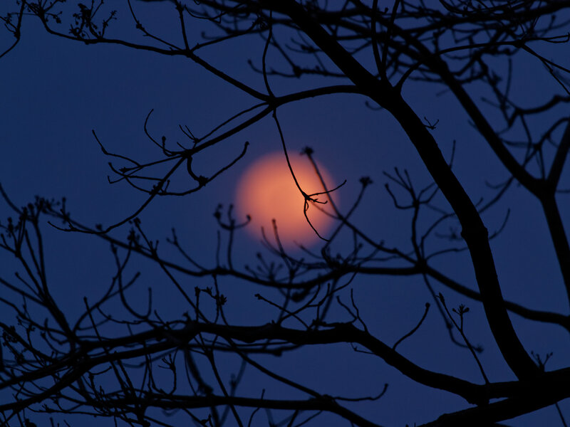 Full Moon Through Branches — Blue