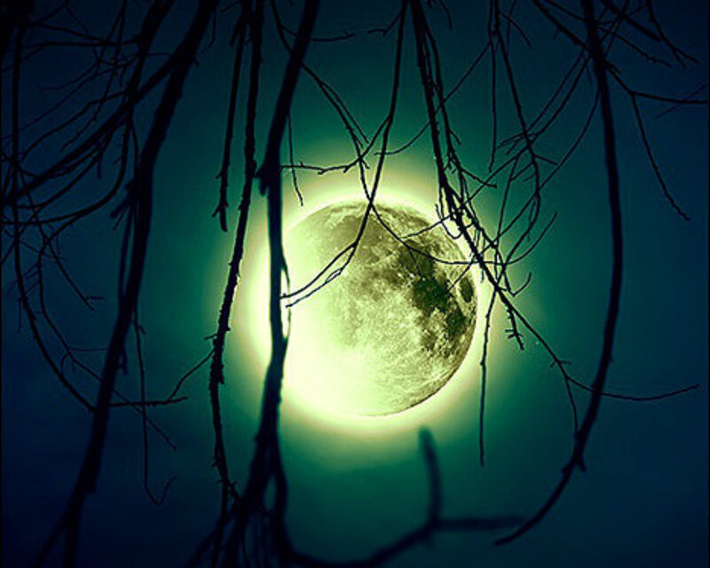 Full Moon Through Branches — Green