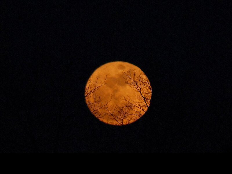 Full Moon Through Branches — Orange