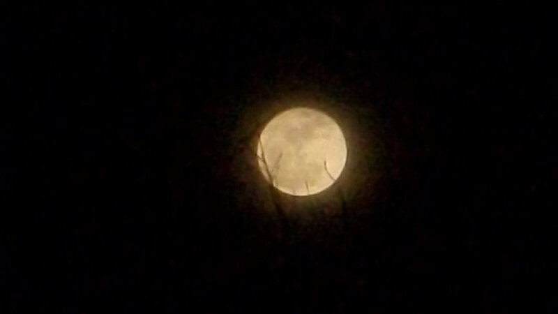 Full Moon Through Branches