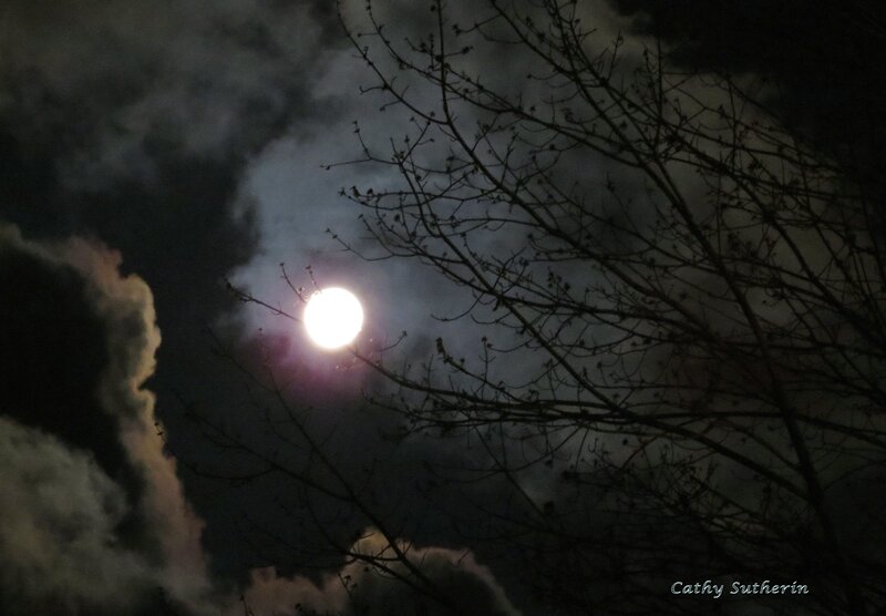 Full Moon Through Clouds — Black, Dramatic, Night, Photograph, Tree Branches