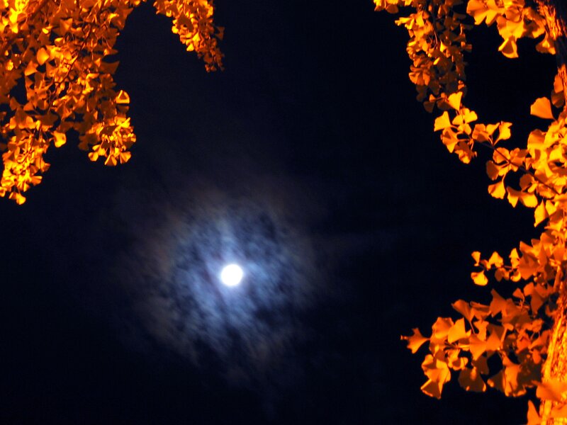 Full Moon Through Leaves