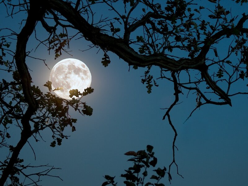 Full Moon Through Tree Branches