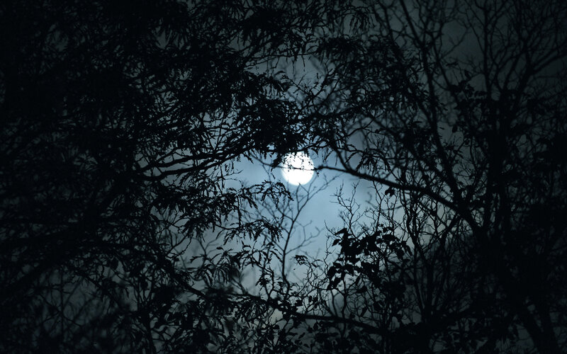 Full Moon Through Trees — Black, Dark, Night