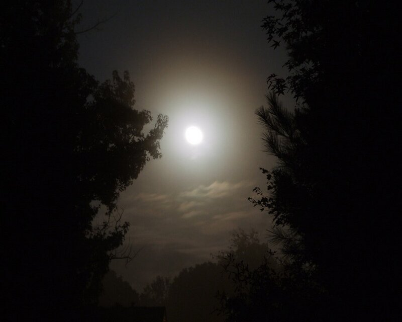 Full Moon Through Trees — Black, Dark