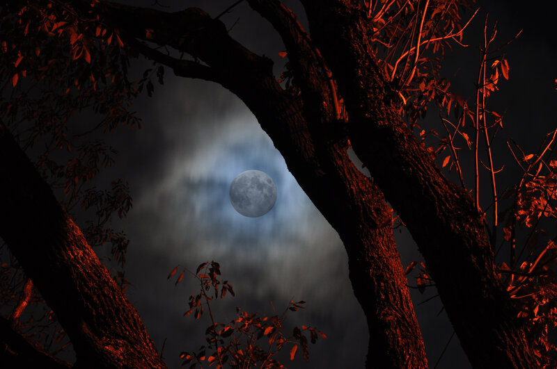 Full Moon Through Trees — Black, Dramatic