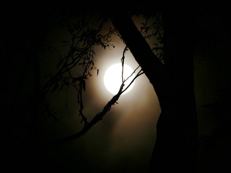Full Moon Through Trees — Black, Mysterious