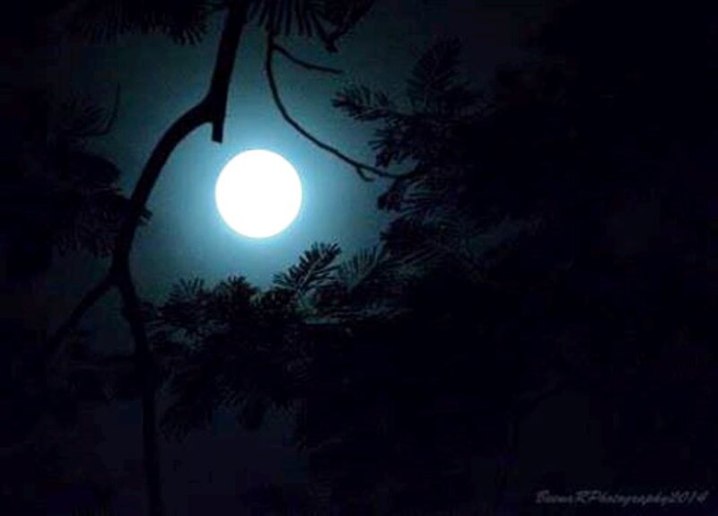 Full Moon Through Trees — Black, Serene, Night