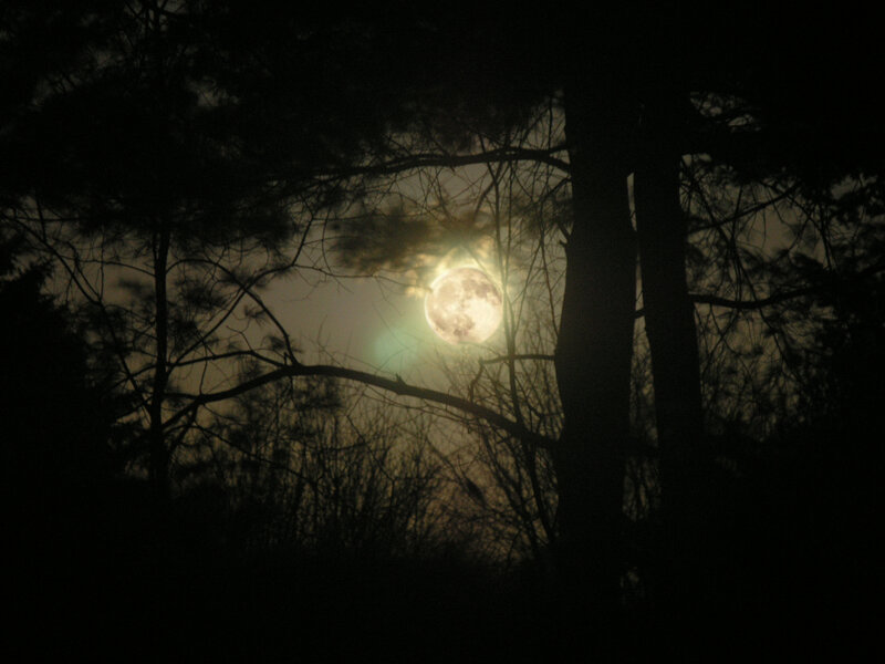 Full Moon Through Trees — Black