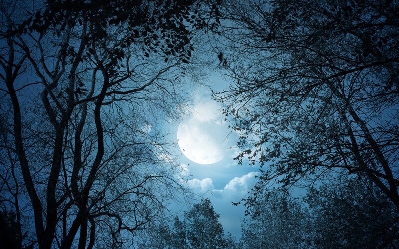 Full Moon Through Trees — Blue, Serene, Night, Photograph