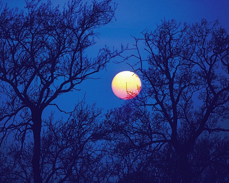 Full Moon Through Trees — Blue, Serene, Night
