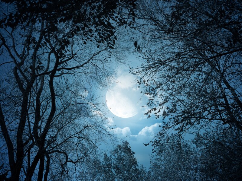 Full Moon Through Trees — Blue, Serene