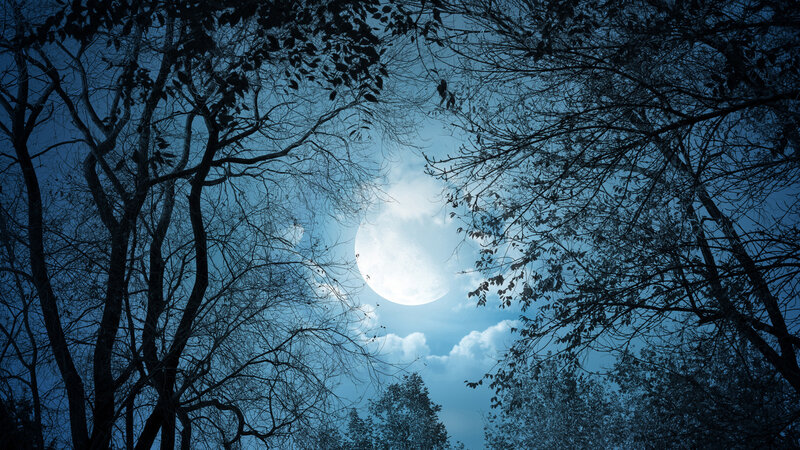 Full Moon Through Trees — Blue
