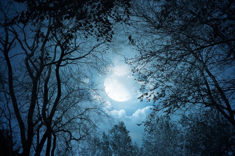 Full Moon Through Trees — Night