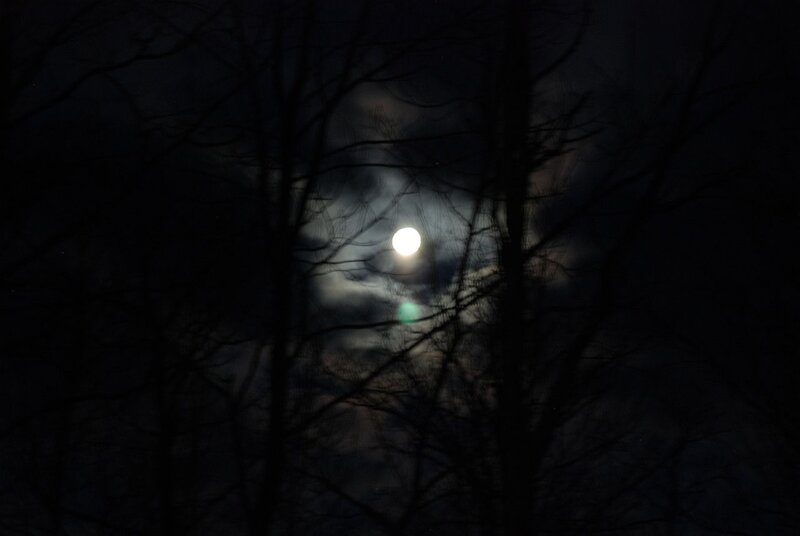 Full Moon Through Trees