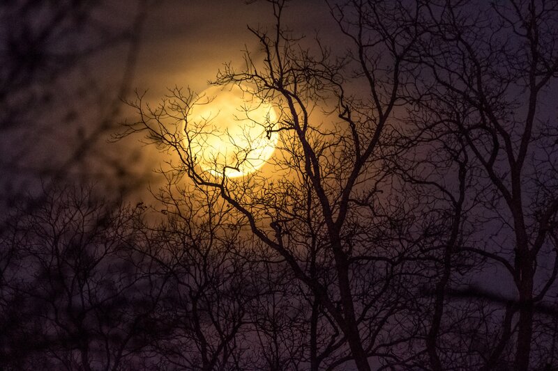 Full Moon Through Trees — Yellow, Dramatic, Night