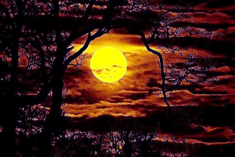 Full Moon Through Trees — Yellow, Dramatic