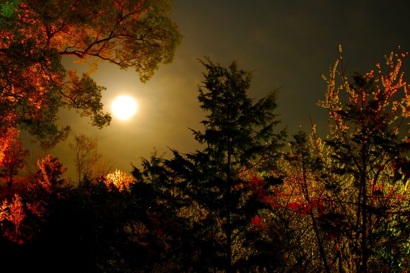 Full Moon Through Trees — Yellow