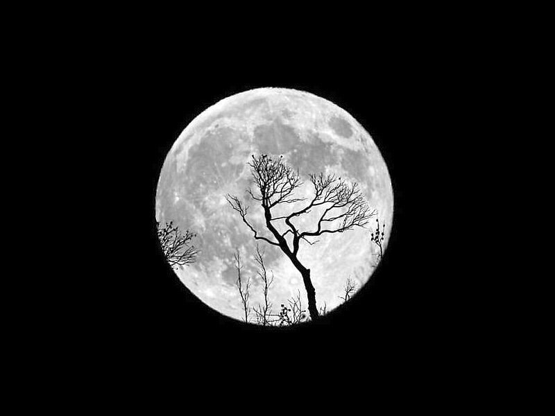 Full Moon with Tree Silhouette
