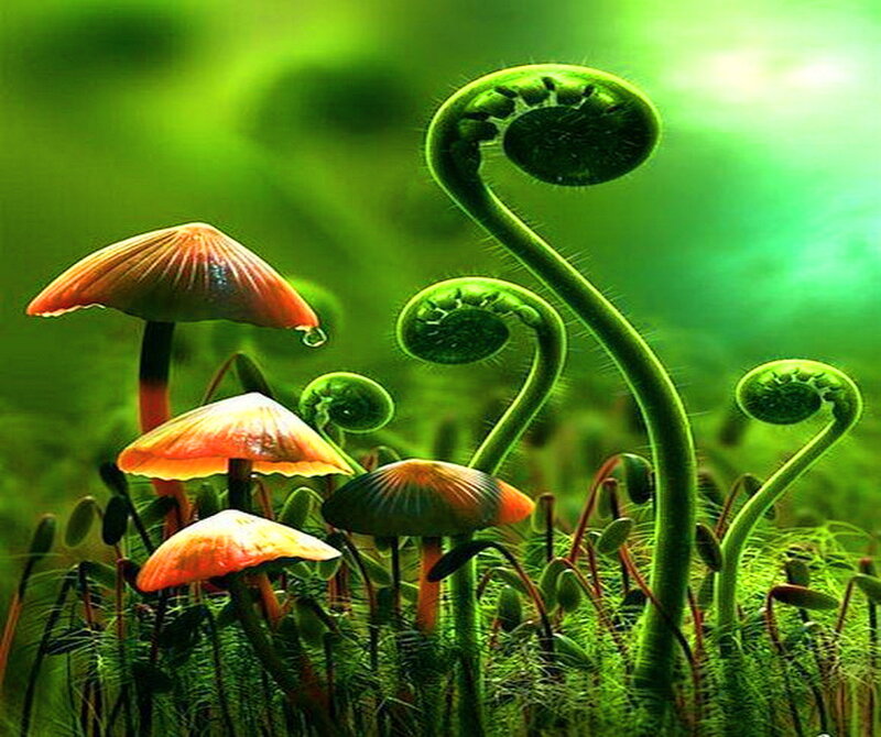 Fungi and Ferns in Forest — Green