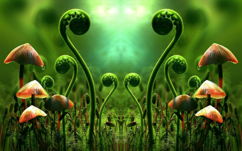 Fungi and Ferns in Forest