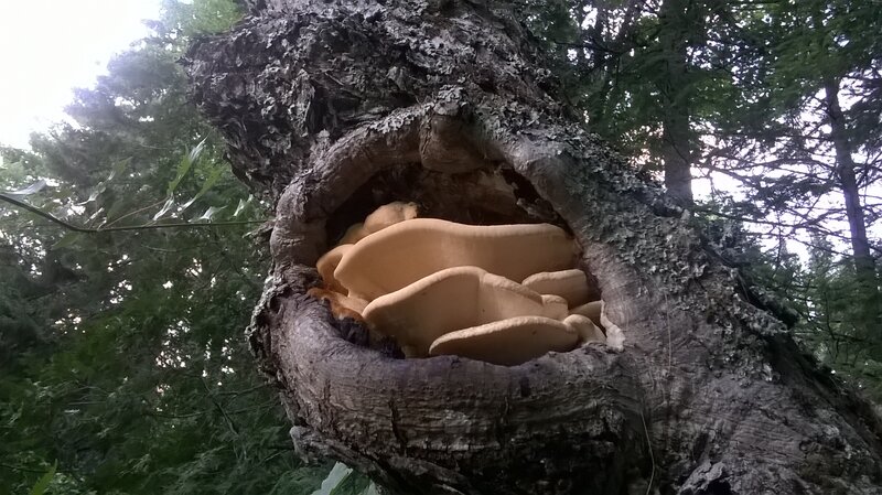 Fungi Growing in Tree