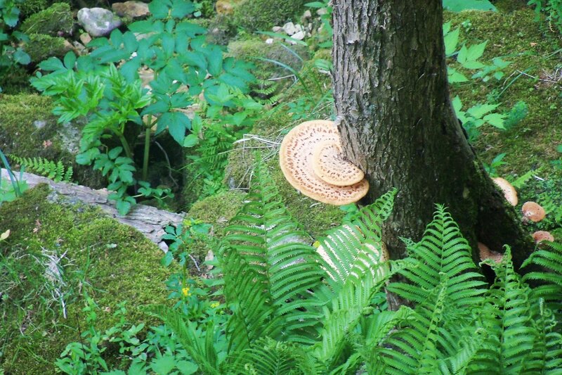 fungi growing on a tree