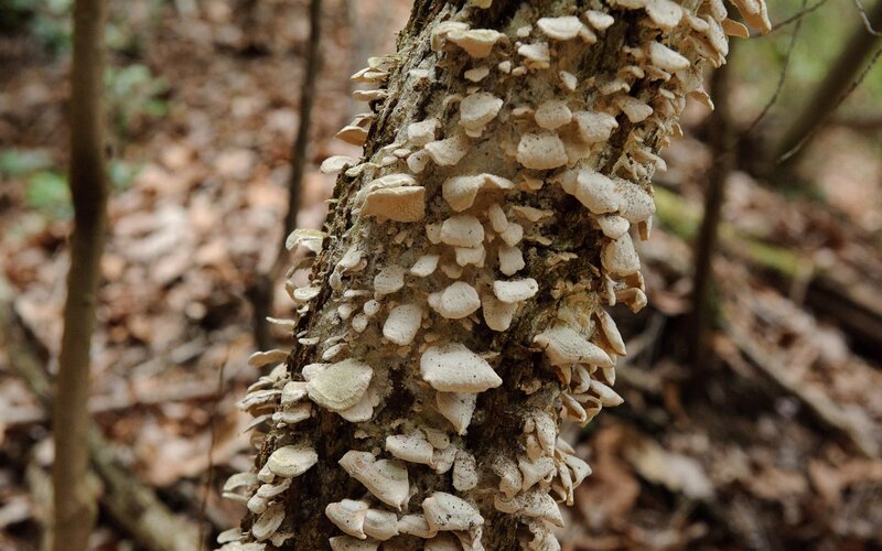 fungi growing on tree trunk
