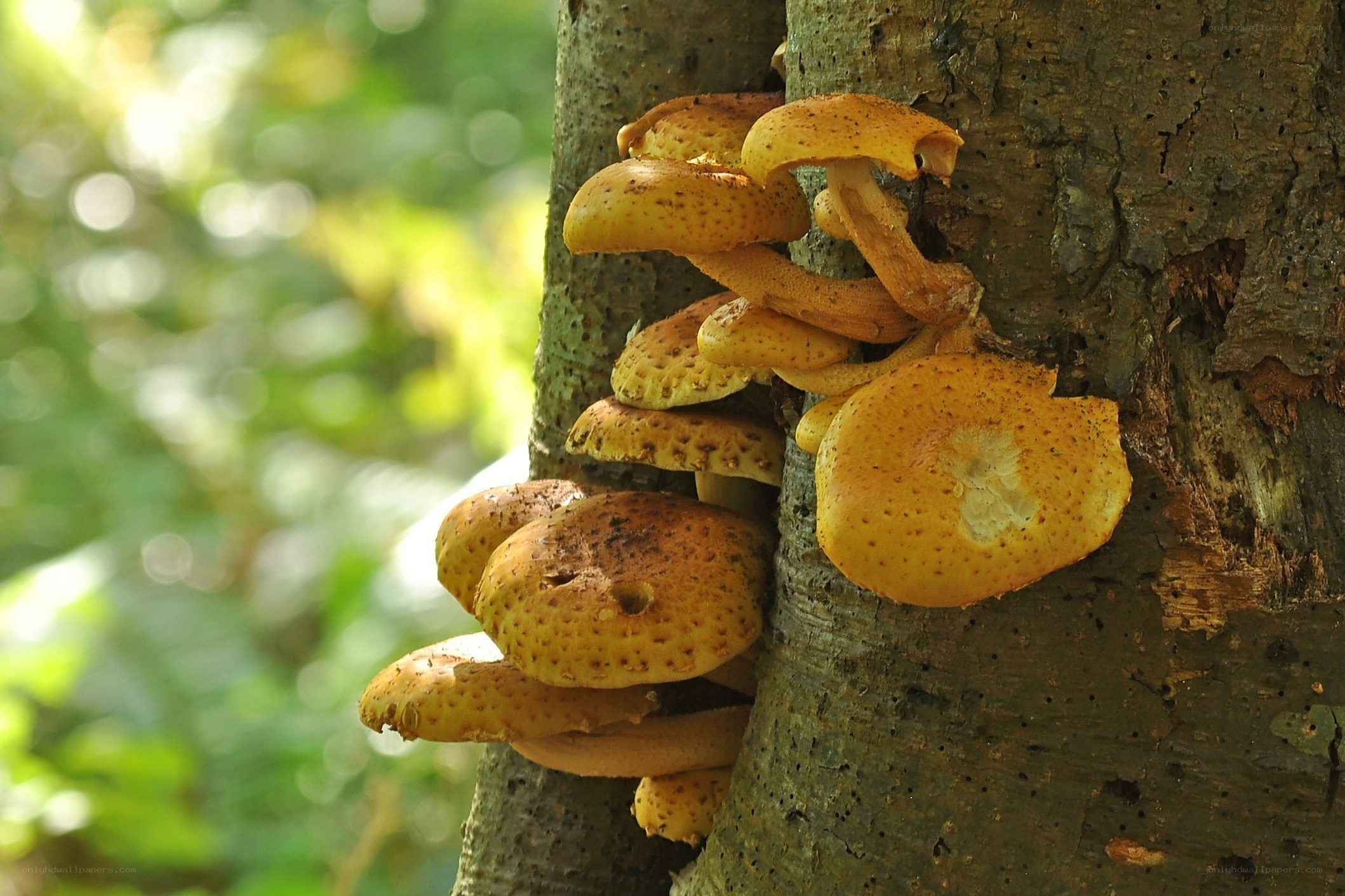 fungi growing on tree trunk