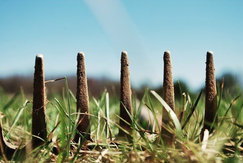 Fungi in a grassy field