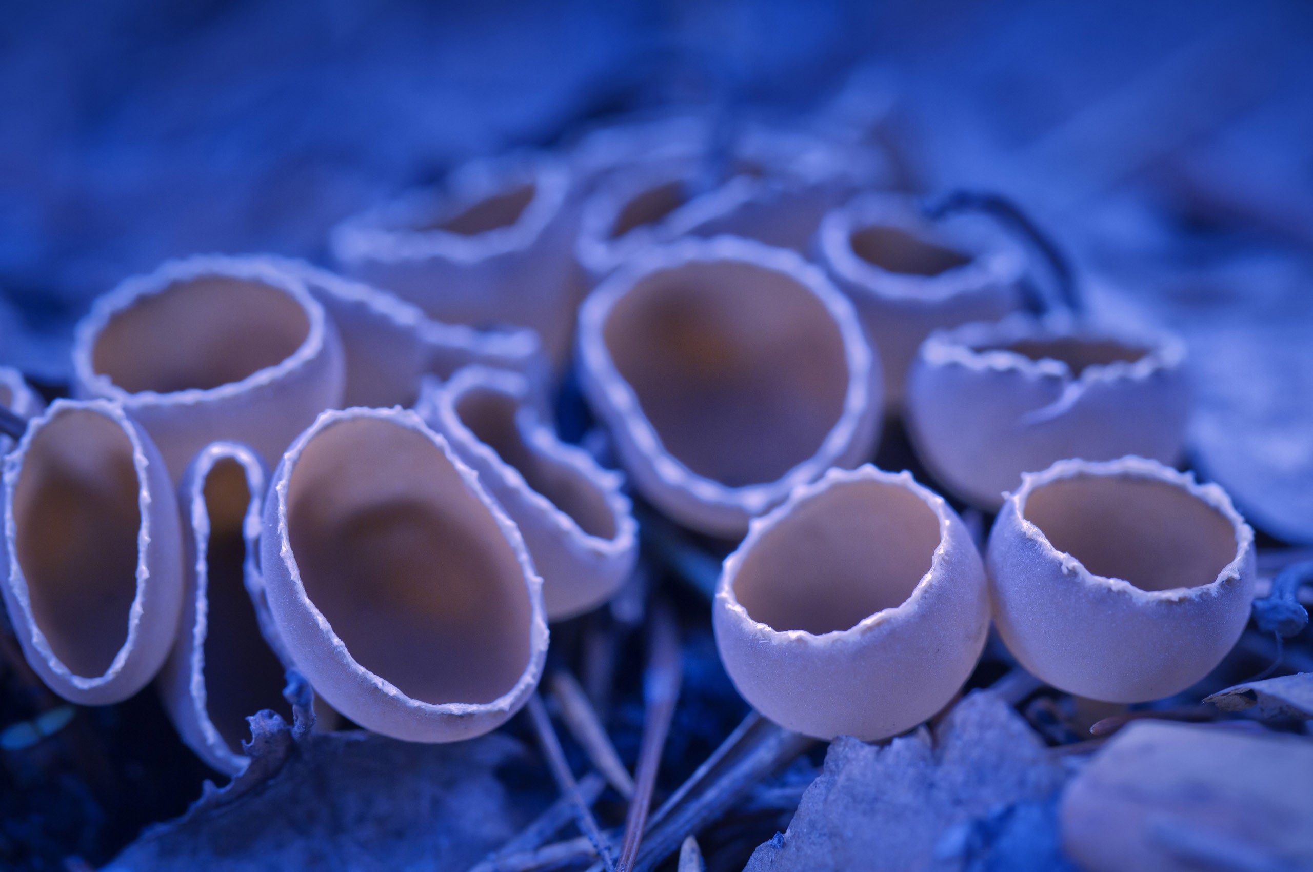 fungi in blue light