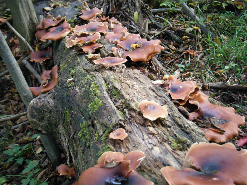 fungi on a decaying log