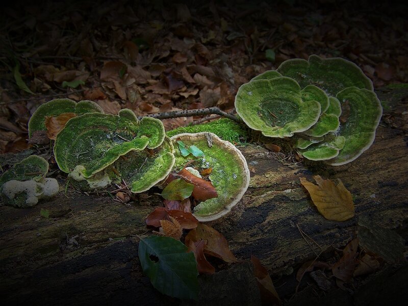 fungi on a forest log